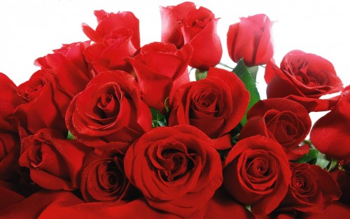 red-valentine-roses76dad076ef05feea.jpg